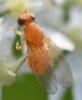 Sapromyzosoma sp.